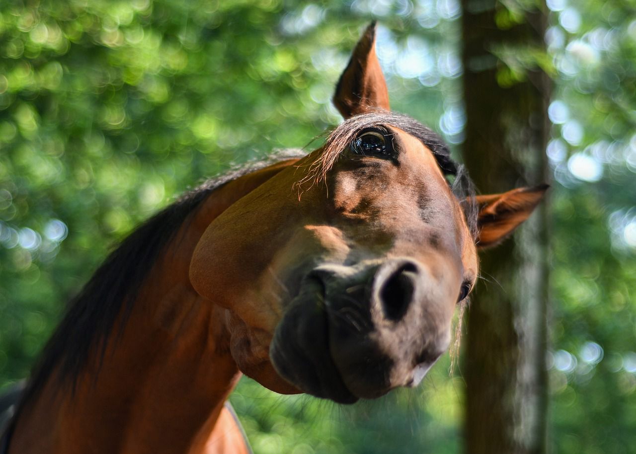 "Rossnatur" gesucht (Stallhilfe)